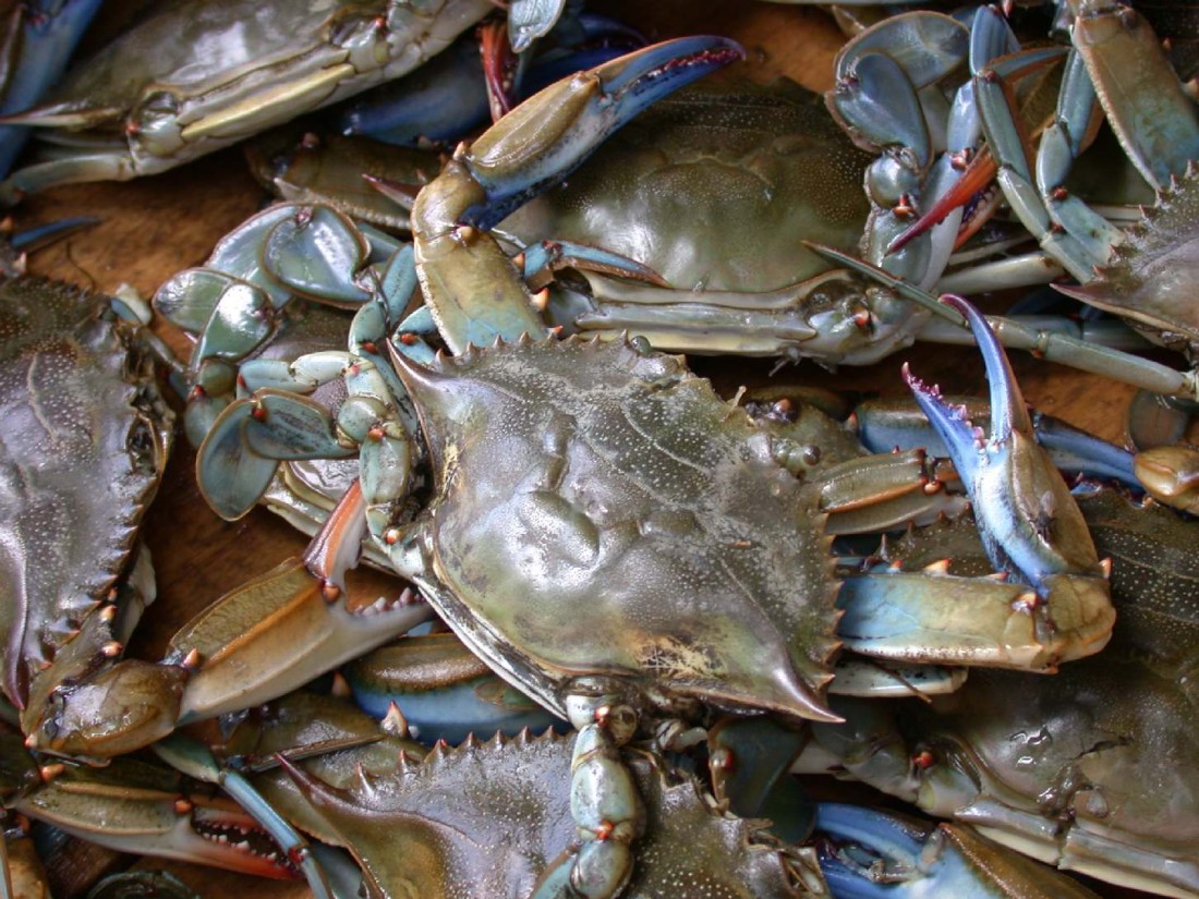 Blue_crab_on_market_in_Piraeus_-_Callinectes_sapidus_Rathbun_20020819-317